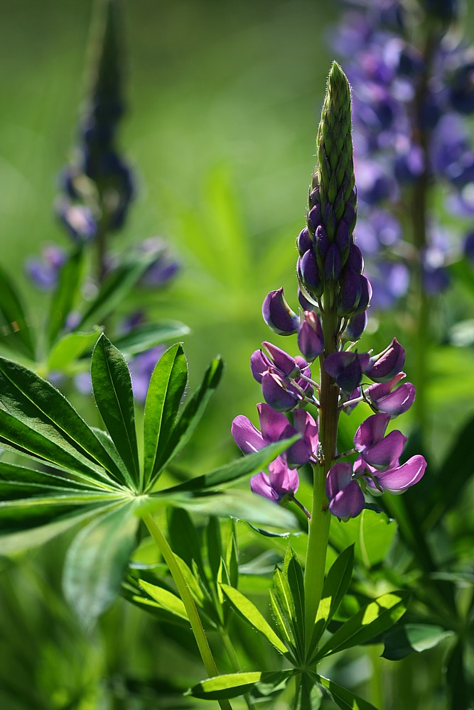 Łubin trwały
[i]Lupinus polyphyllus[/i]
Słowa kluczowe: kwiat,fioletowy,liść