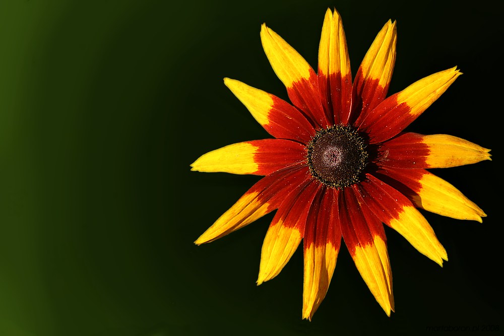 Die Sonne
Słowa kluczowe: kwiat,żółty