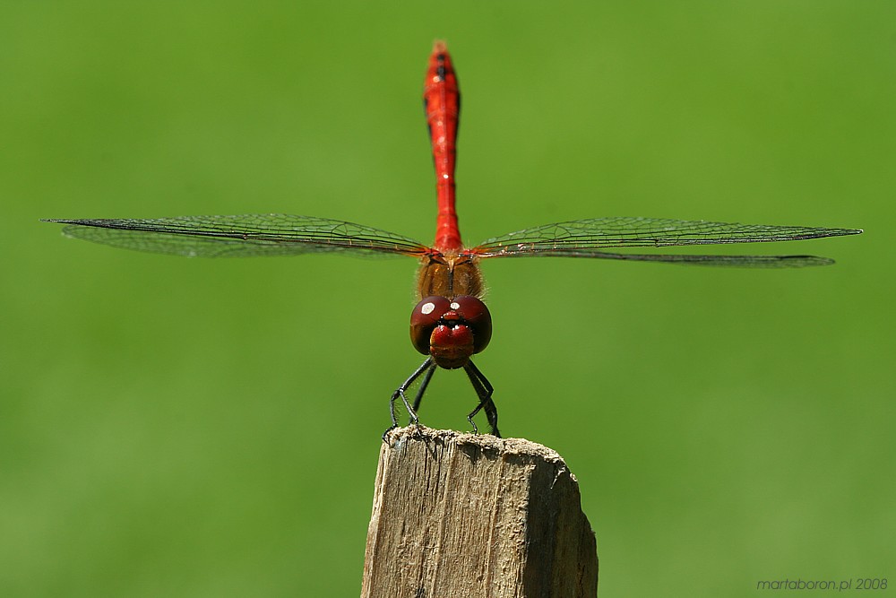 Szablak krwisty, samiec
[i]Sympetrum sanguineum[/i]
Słowa kluczowe: owad,ważka,czerwony