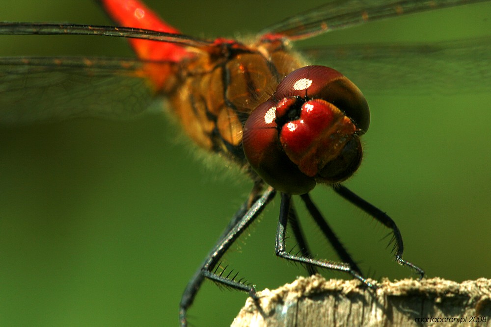 Szablak krwisty, samiec
[i]Sympetrum sanguineum[/i]
Słowa kluczowe: owad,ważka,czerwony