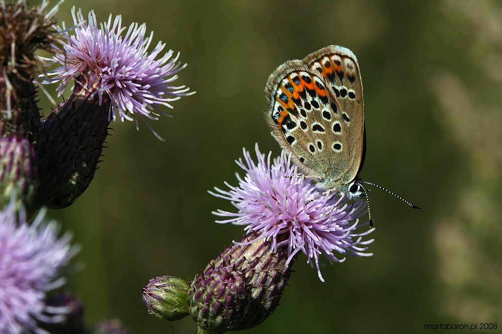 [i]Lepidoptera[/i]
Modraszek
Słowa kluczowe: owad,motyl