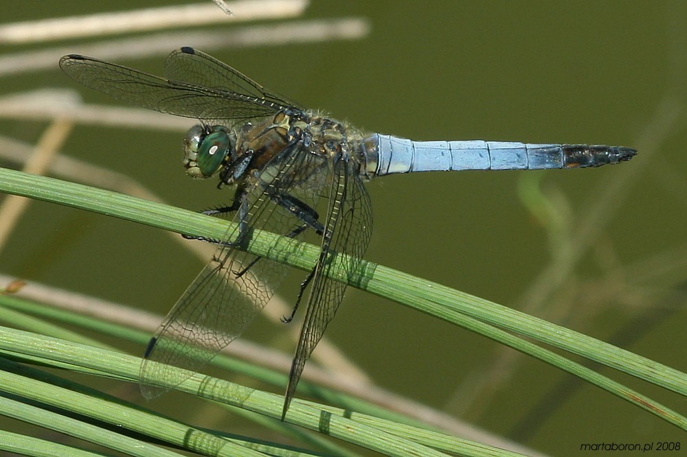 Lecicha pospolita
[i]Orthetrum cancelatum[/i].
Samiec na stanowisku patrolowym, odwraca głowę patrząc w górę za przelatującym owadem
Słowa kluczowe: owad,ważka