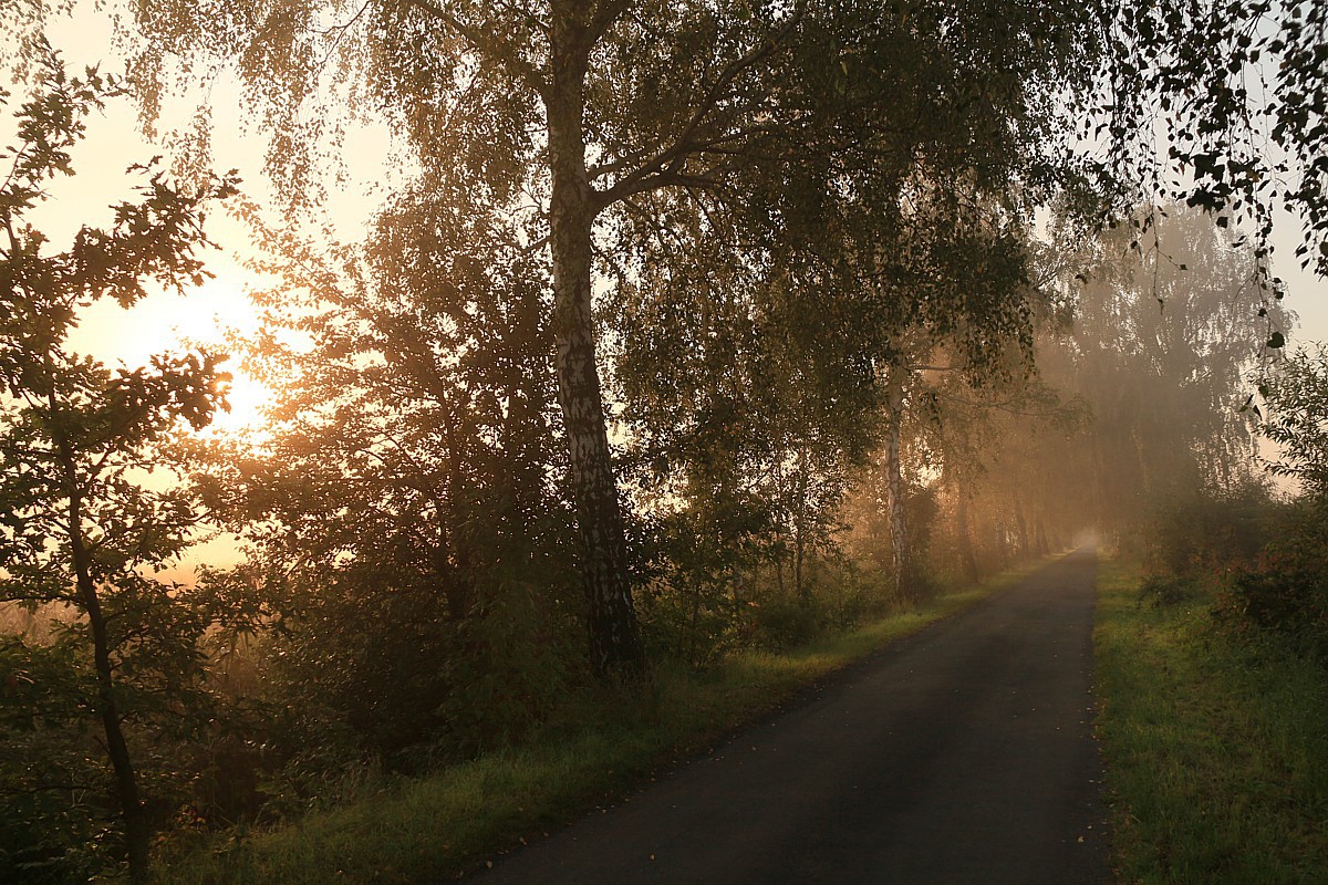 Mgła o poranku 1
Słowa kluczowe: mgła,las,słońce