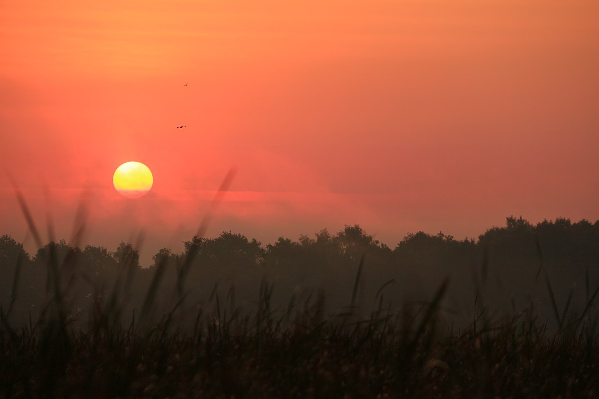Mglisty wschód słońca 3
Słowa kluczowe: mgła,pomarańczowy,różowy,słońce