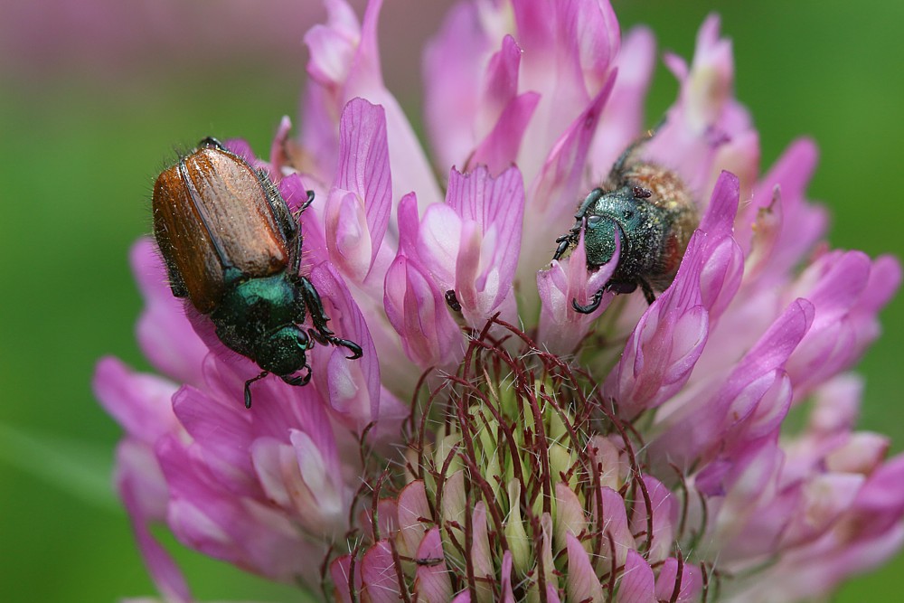 Ogrodnica niszczylistka
[i]Phyllopertha horticola[/i]
Słowa kluczowe: owad,chrząszcz