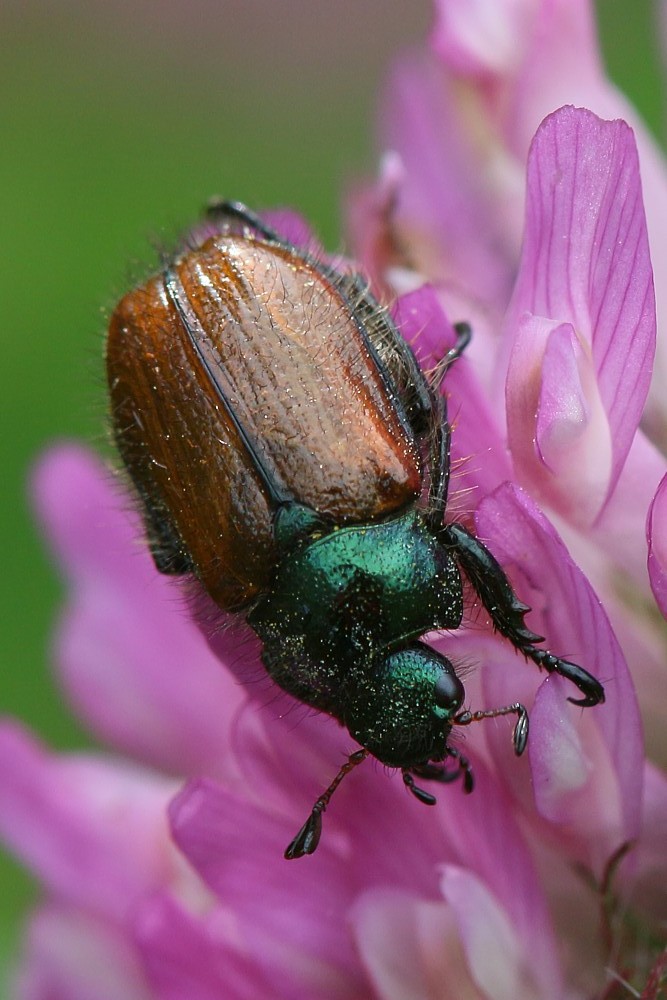 Ogrodnica niszczylistka
[i]Phyllopertha horticola[/i]
Słowa kluczowe: owad,chrząszcz