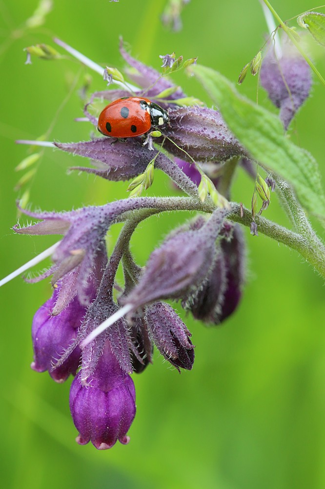 Biedronka siedmiokropka na żywokoście
[i]Coccinella septempunctata[/i]
[i]Symphytum[/i]
Słowa kluczowe: owad,czerwony,fioletowy,kwiat