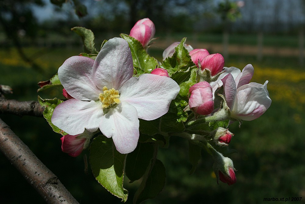 Kwitnący sad - jabłoń
[i]Malus domestica[/i]
Słowa kluczowe: kwiat,biały