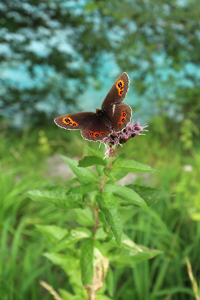 Górówka boruta
[i]Erebia ligea[/i]
Austria 2018
Słowa kluczowe: owad,motyl,zielony