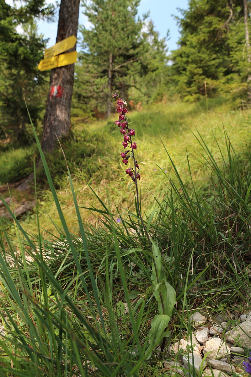 Kruszczyk rdzawoczerwony
[i]Epipactis atrorubens[/i]
Austria 2018
Słowa kluczowe: kwiat,czerwony,fioletowy,las