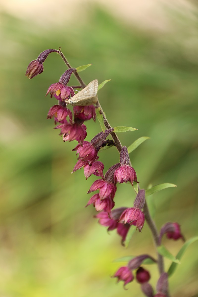 Kruszczyk rdzawoczerwony
[i]Epipactis atrorubens[/i]
Austria 2018
Słowa kluczowe: kwiat,czerwony,fioletowy
