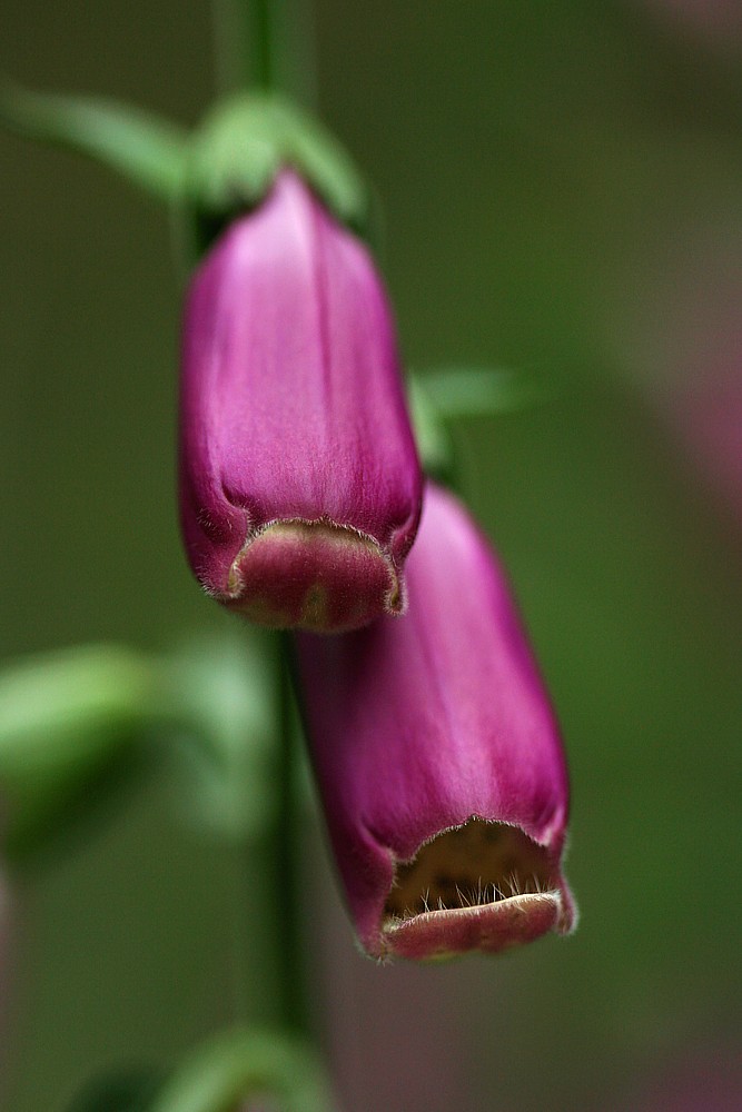 Pyszczki :( :O
Naparstnica purpurowa
[i]Digitalis purpurea[/i]
Słowa kluczowe: kwiat,fioletowy