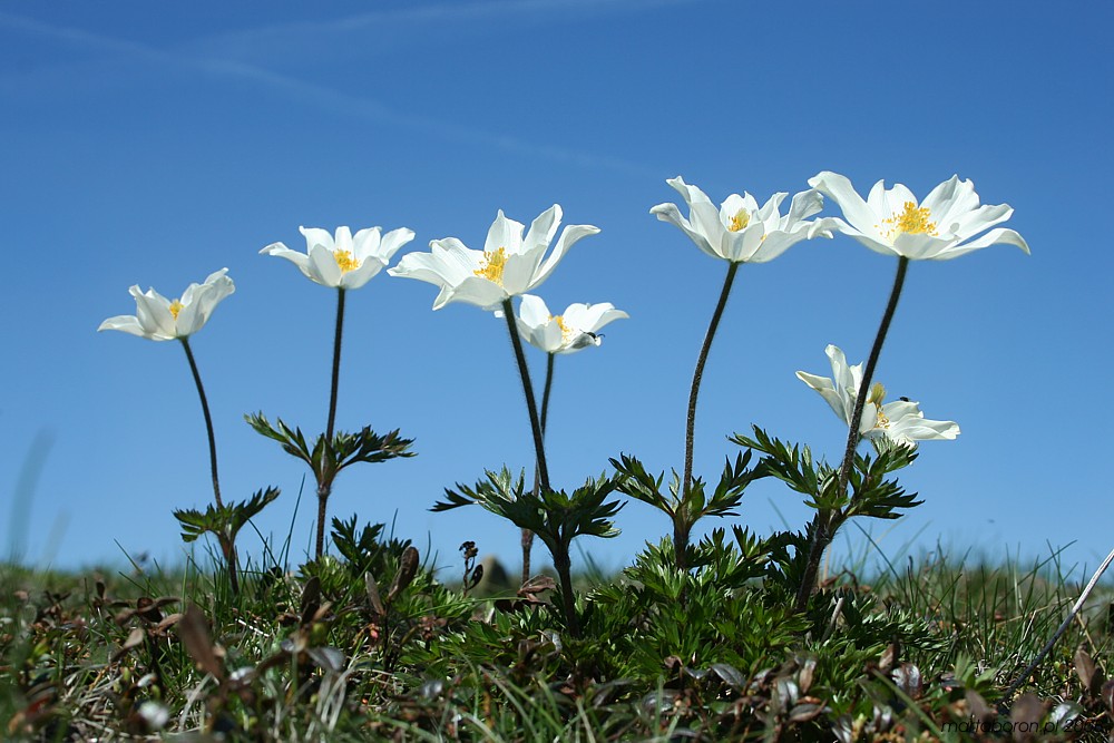 Sasanka alpejska - [i]Pulsatilla alba[/i]
Babiogórski Park Narodowy 2008
Słowa kluczowe: kwiat,biały,góry