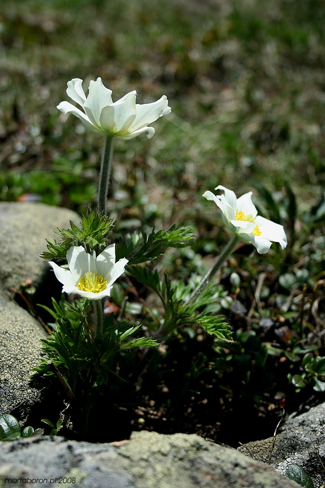 Sasanka alpejska - [i]Pulsatilla alba[/i]
Babiogórski Park Narodowy 2008
Słowa kluczowe: kwiat,biały,góry