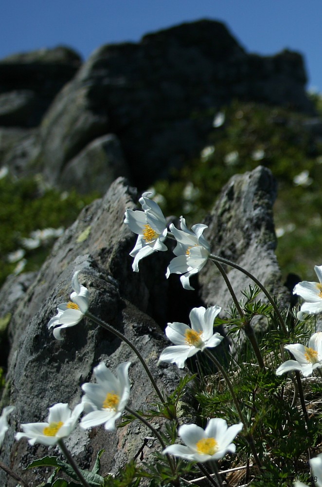 Sasanka alpejska - [i]Pulsatilla alba[/i]
Babiogórski Park Narodowy 2008
Słowa kluczowe: kwiat,biały,góry