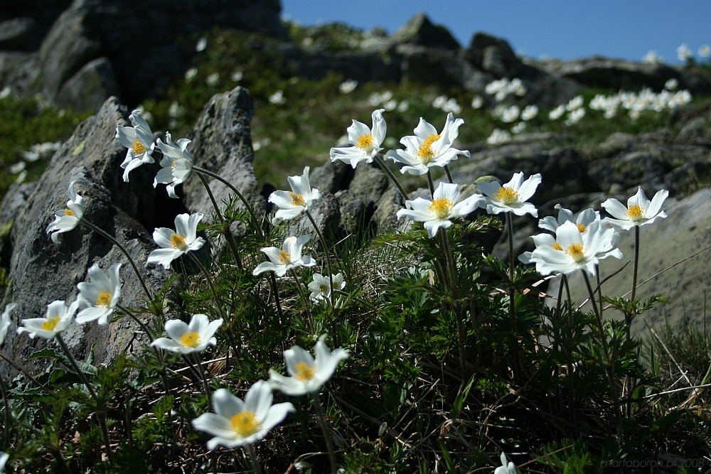 Sasanka alpejska - [i]Pulsatilla alba[/i]
Babiogórski Park Narodowy 2008
Słowa kluczowe: kwiat,biały,góry