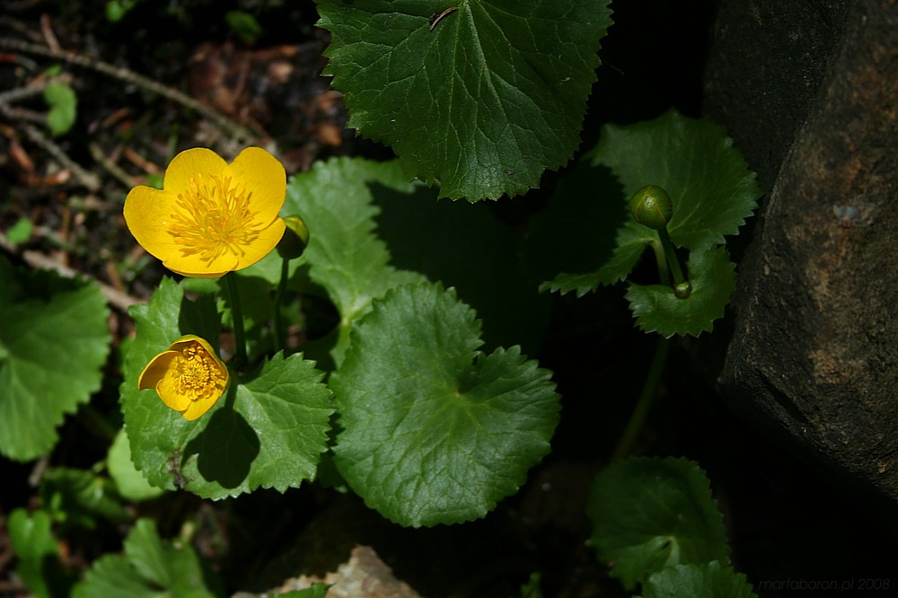 Kaczeniec = knieć błotna [i]Caltha palustris[/i]
Babiogórski Park Narodowy 2008
Słowa kluczowe: kwiat,żółty