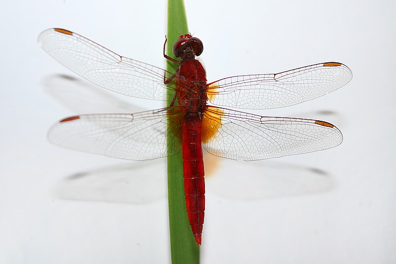 Szafranka czerwona, samiec
[i]Crocothemis erythraea[/i]
Słowa kluczowe: owad,ważka,czerwony