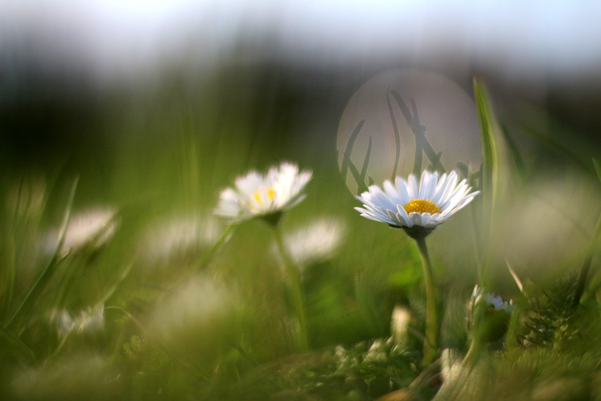 Stokrotka w błysku słońca
Canon 50 mm f/1.8 EF STM
Słowa kluczowe: kwiat,biały,bokeh,rosa