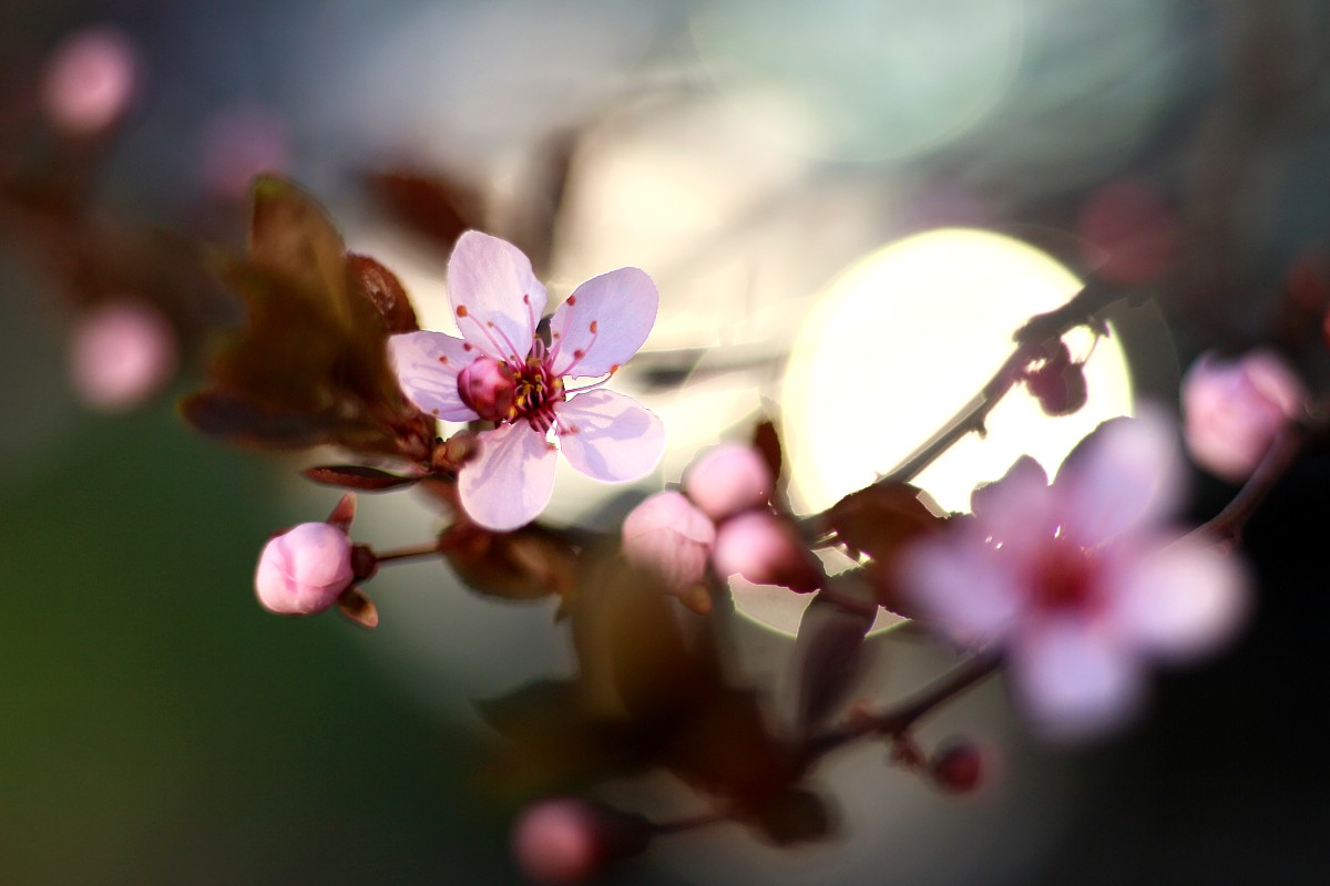 Kwiaty w błysku słońca
Canon 50 mm f/1.8 EF STM
Słowa kluczowe: kwiat,słońce,bokeh,rosa