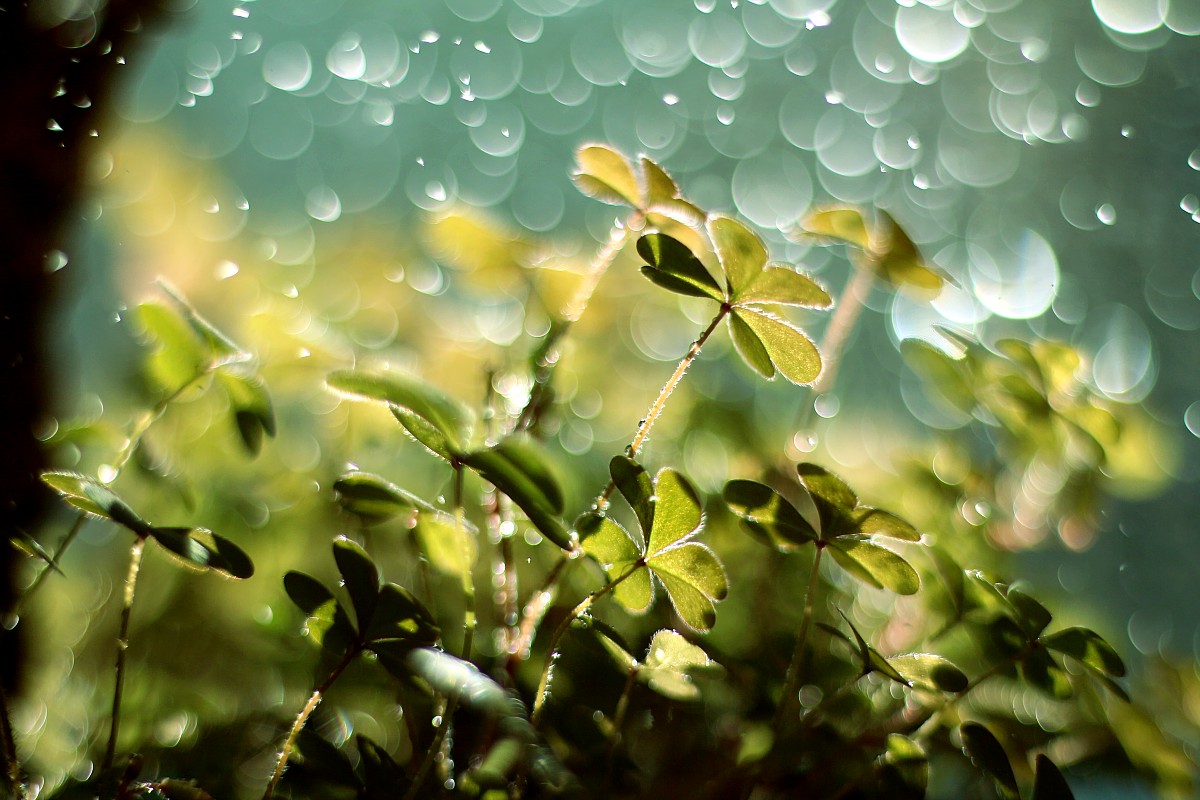 Zielone serduszka
Canon 50 mm f/1.8 EF STM
Słowa kluczowe: zielony,bokeh,rosa