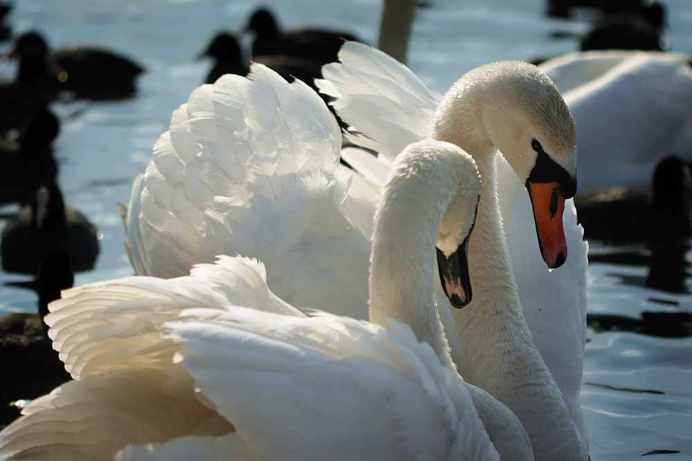 This is true love
ŁabędŁº niemy
[i]Cygnus olor[/i]
Pogoria II
Słowa kluczowe: ptak,biały