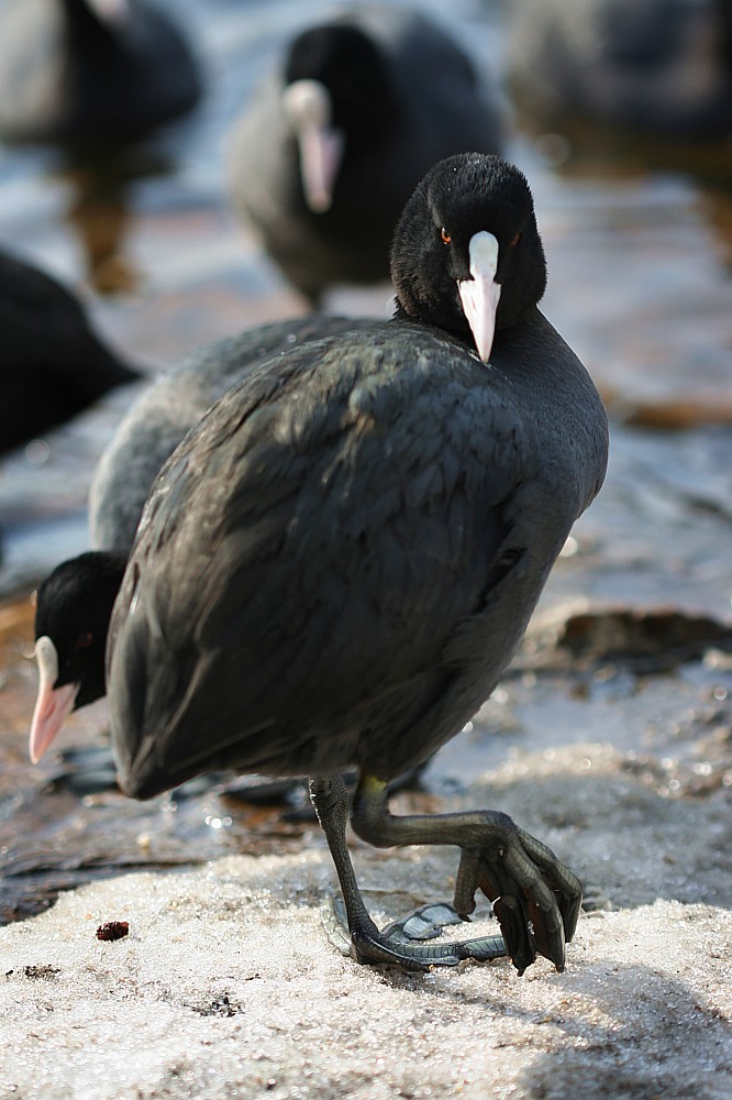 Łyska, portret
[i]Fulica atra[/i]
Pogoria II
Słowa kluczowe: portret,ptak,czarny