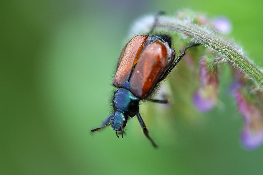 Bungeeee!
Ogrodnica niszczylistka
[i]Phyllopertha horticola[/i]
Słowa kluczowe: chrząszcz,owad