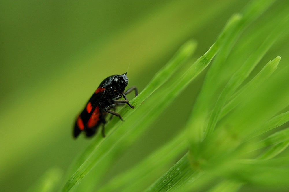 Krasanka natrawka
[i]Cercopis vulnerata[/i]
Słowa kluczowe: owad,pluskwiak