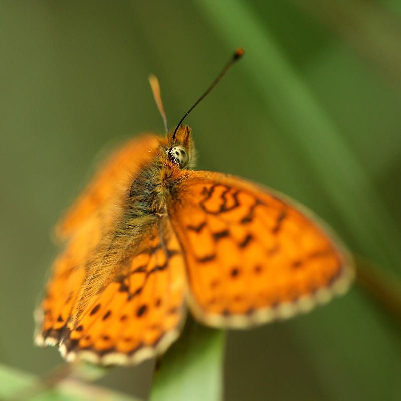 Perłowiec malinowiec
[i]Argynnis paphia[/i]
Słowa kluczowe: motyl,owad