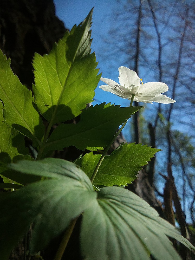 Zawilec gajowy
[i]Anemone nemorosa[/i]
Słowa kluczowe: kwiat,biały