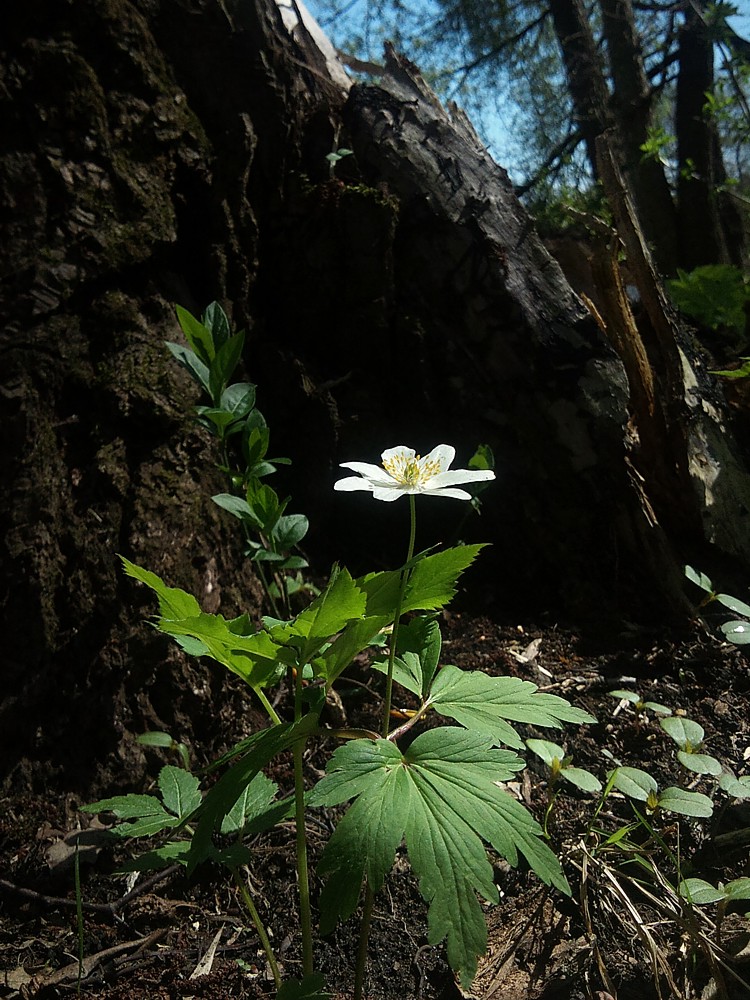 Zawilec gajowy
[i]Anemone nemorosa[/i]
Słowa kluczowe: kwiat,biały
