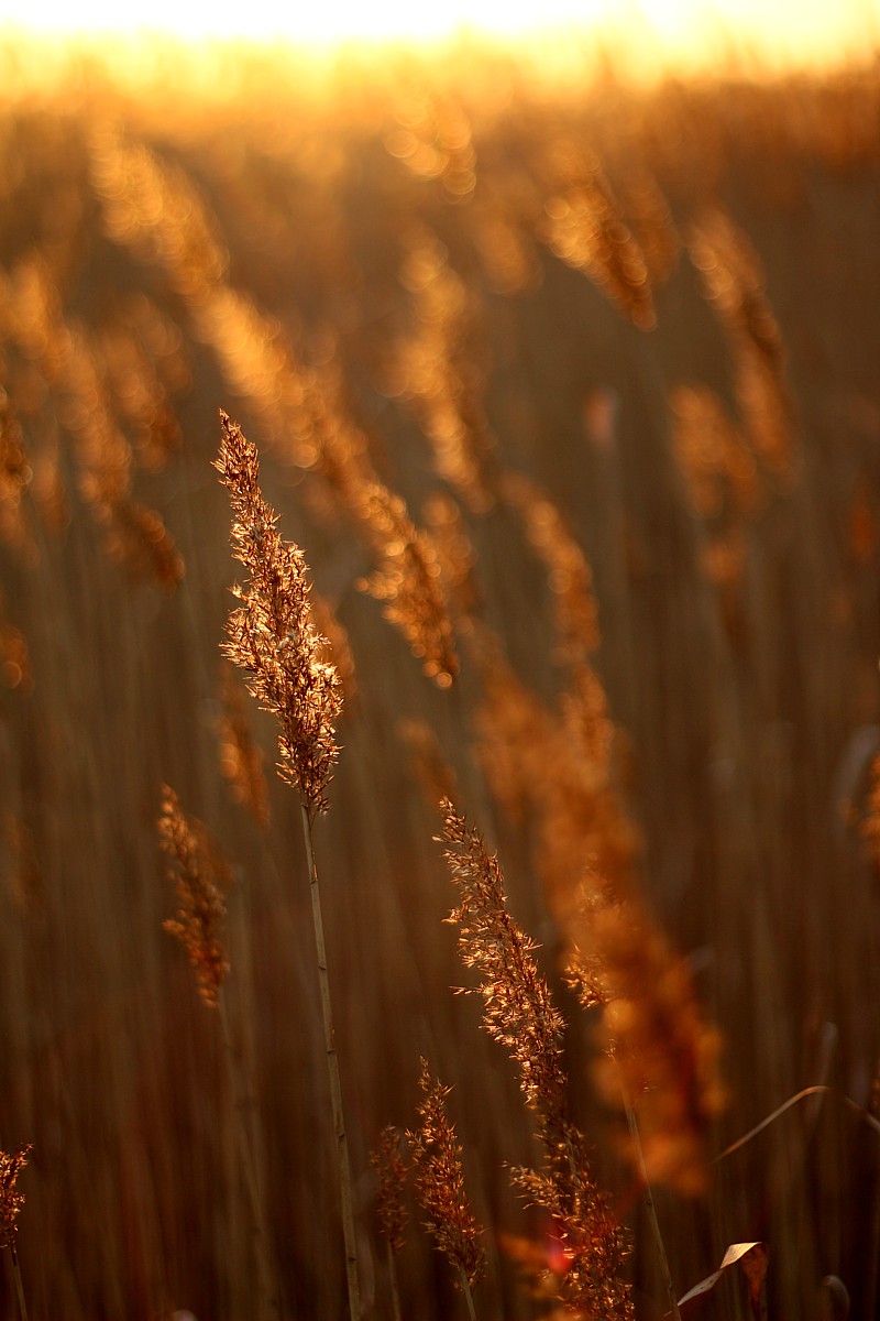 Łąka o zachodzie słońca
Słowa kluczowe: żółty,bokeh