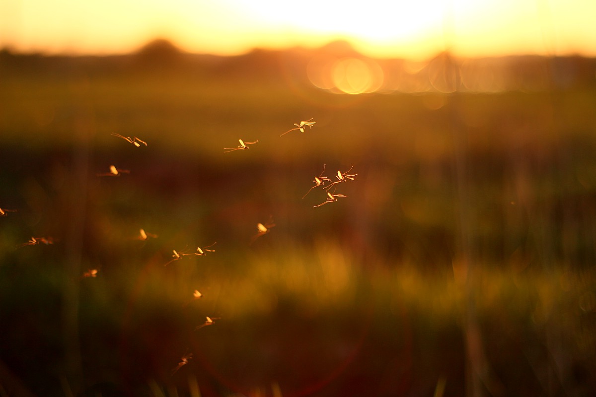 Łąka o zachodzie słońca
Canon 50 mm f/1.8 EF STM
Słowa kluczowe: żółty,słońce,bokeh