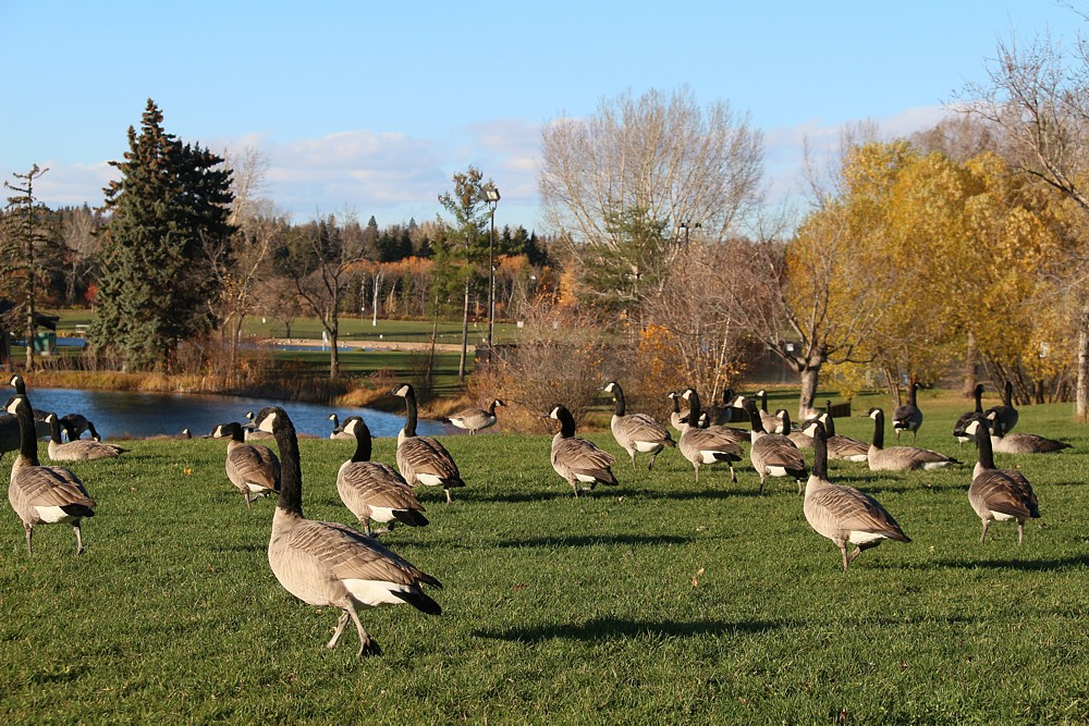 Bernikla kanadyjska
[i]Branta canadensis[/i]
Edmonton
Canada 2015
Słowa kluczowe: ptak