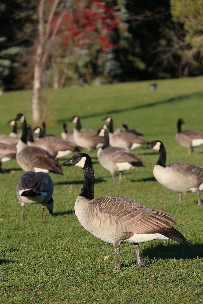 Bernikla kanadyjska
[i]Branta canadensis[/i]
Edmonton
Canada 2015
Słowa kluczowe: ptak