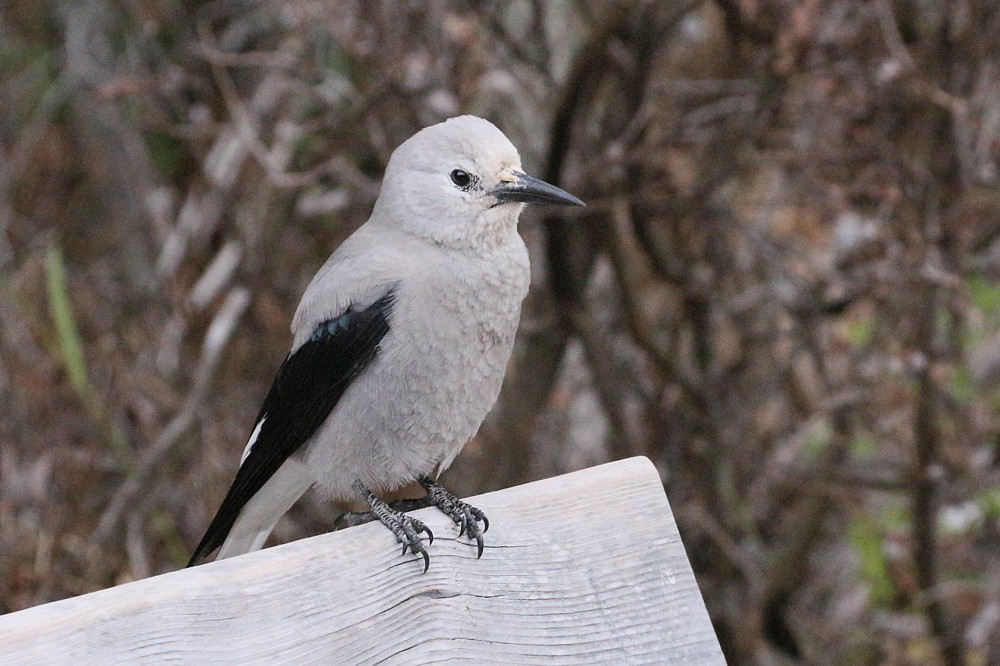 Orzechówka popielata
[i]Nucifraga columbiana[/i]
Banff National Park
Canada 2015
Słowa kluczowe: ptak