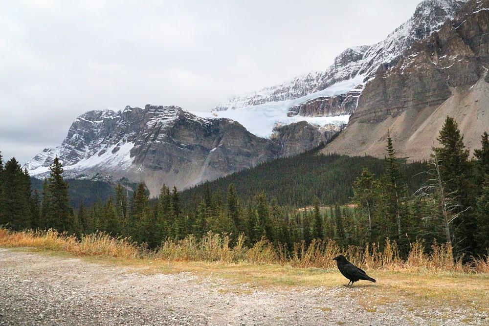 Kajobraz z krukiem
Banff National Park
Canada 2015
Słowa kluczowe: góry,ptak