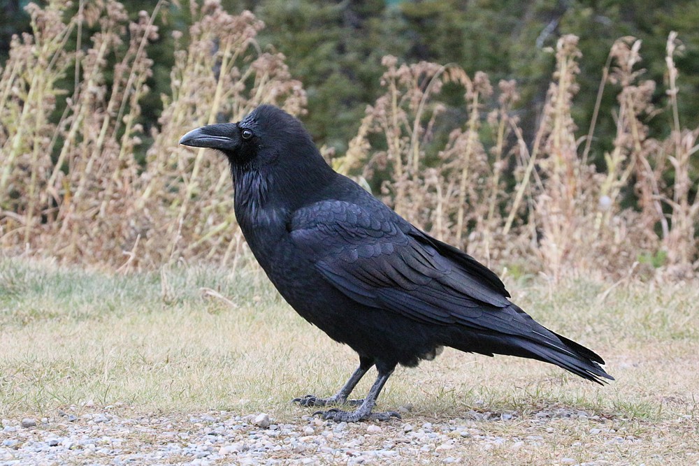 Kruk
[i]Corvus corax[/i]
Banff National Park
Canada 2015
Słowa kluczowe: ptak