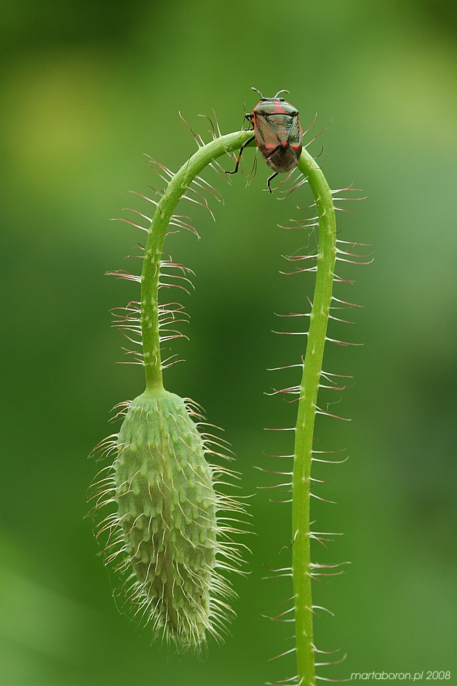 [i]Heteroptera[/i]
...ufff, dalej nie wylezę...
Słowa kluczowe: owad,zielony