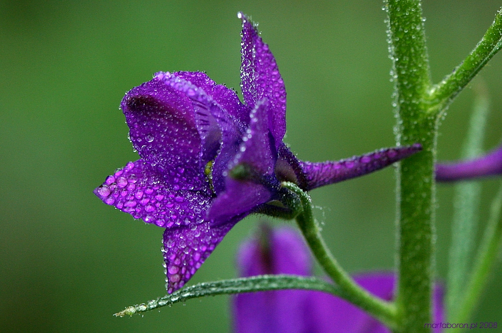 Rosa
Słowa kluczowe: kwiat,fioletowy