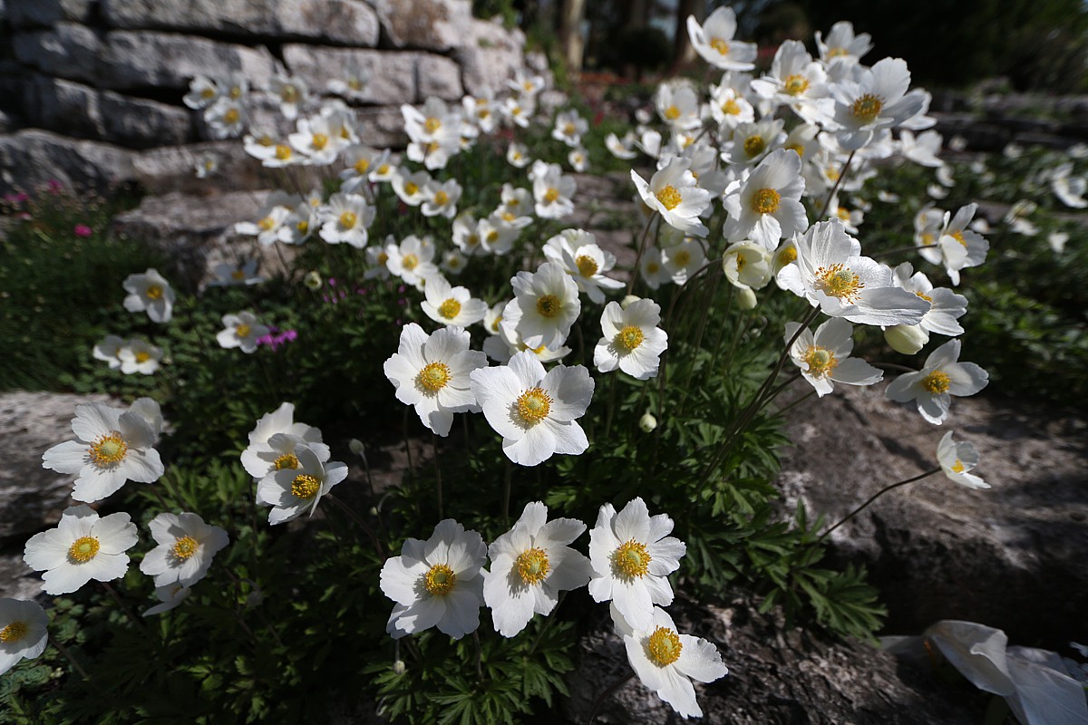 Dębik ośmiopłatkowy
[i]Dryas octopetala[/i]
Słowa kluczowe: kwiat,biały