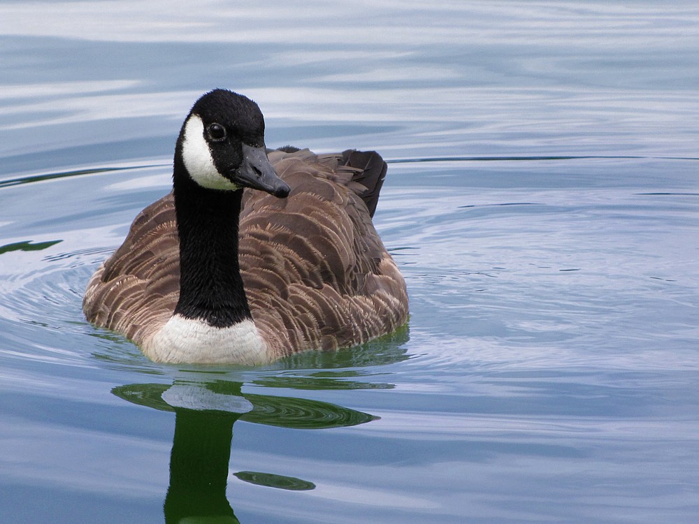 Bernikla kanadyjska
[i]Branta canadensis[/i]
Słowa kluczowe: ptak