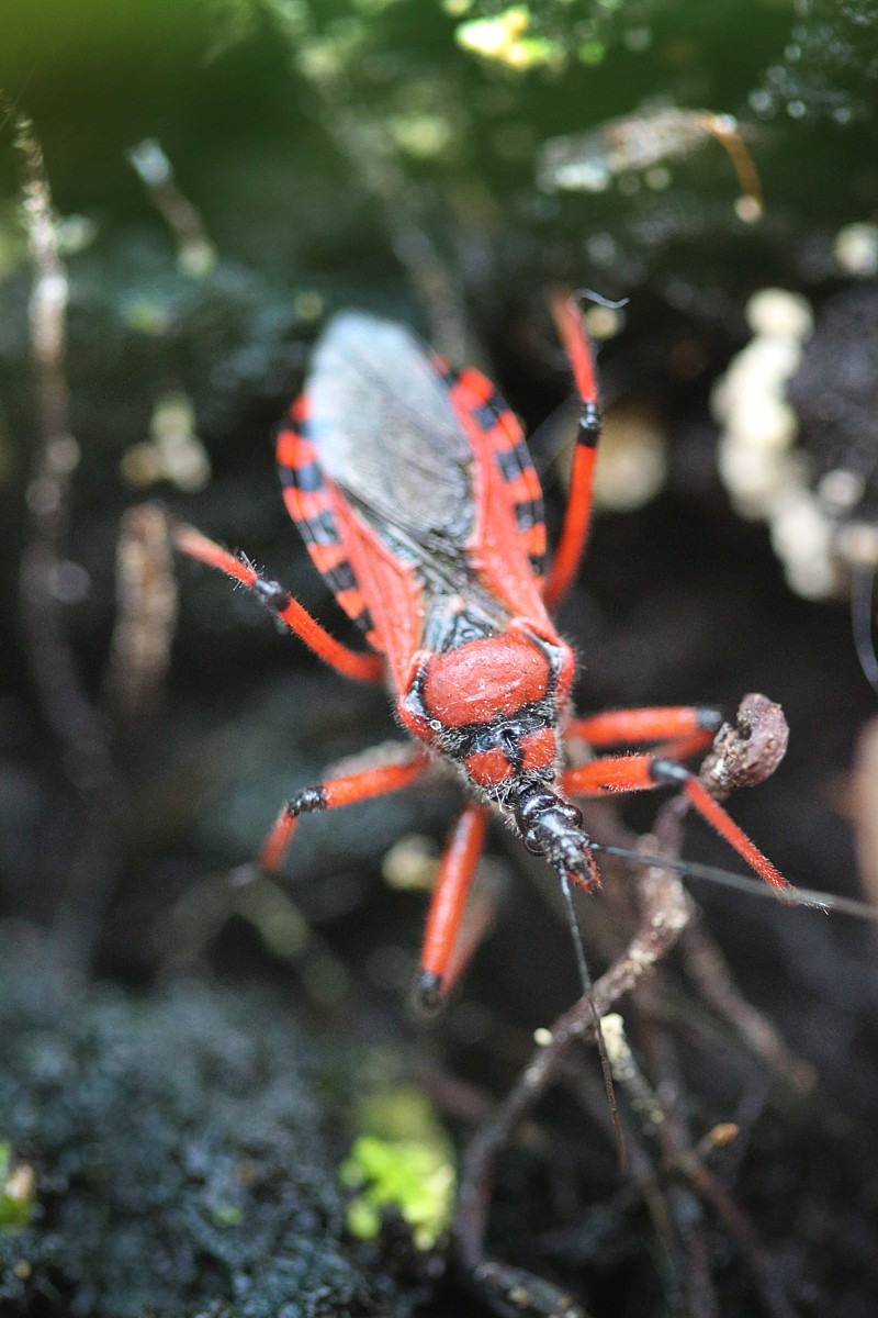 Srogoń baldaszkowiec
Rhinocoris iracundus
Słowa kluczowe: owad,czerwony,pluskwiak