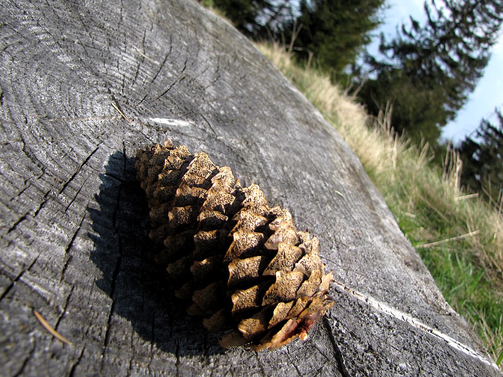 Szycha
Beskidy 2011
