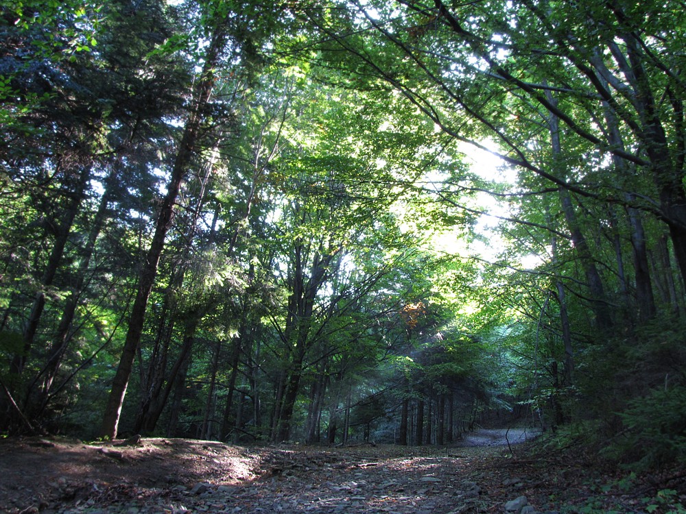 Podejście na Rogacz
Beskidy 2011
Słowa kluczowe: las,jesień,zielony,słońce