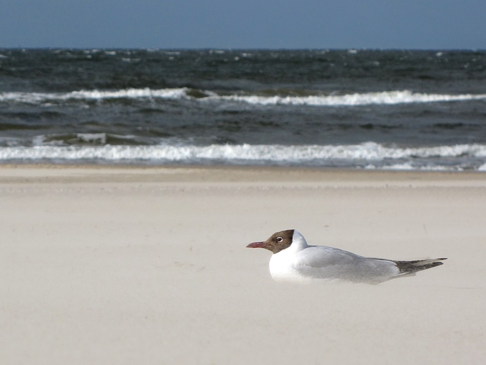 Mewa śmieszka na plaży
[i]Larus ridibundus[/i]
Świnoujście 2012
Słowa kluczowe: morze,woda,ptak