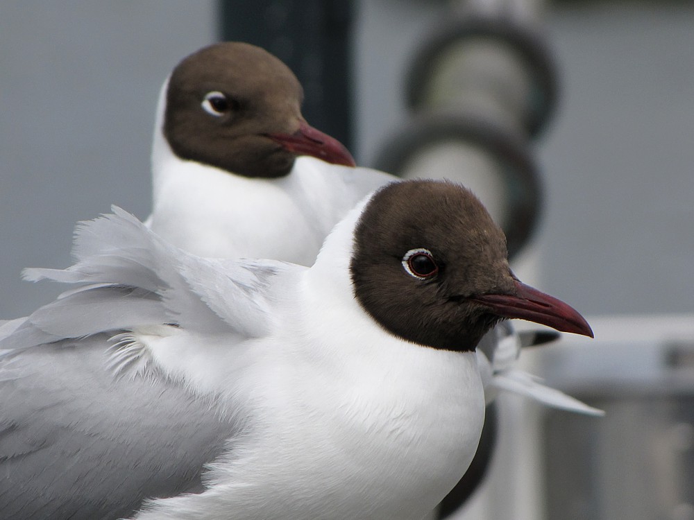Mewy śmieszki
[i]Larus ridibundus[/i]
Świnoujście 2012
Słowa kluczowe: ptak,biały