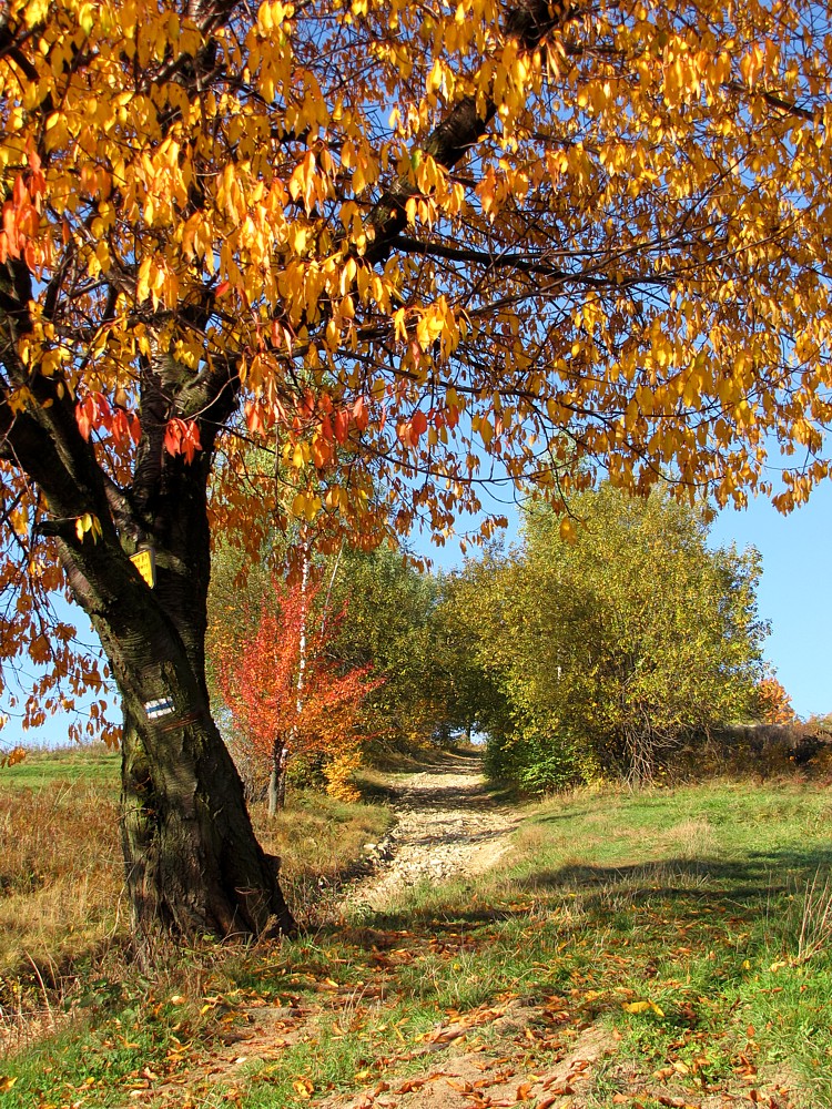 Jesień w Beskidach
Wejście na Czupel 

