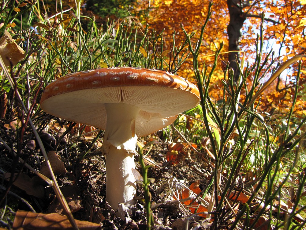 Muchomor czerwony
[i]Amanita muscaria[/i]
Beskidy
